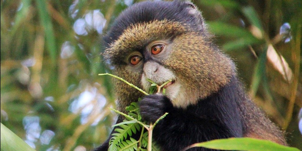 5 Days Rwanda Golden monkeys and Chimpanzee trekking Safari