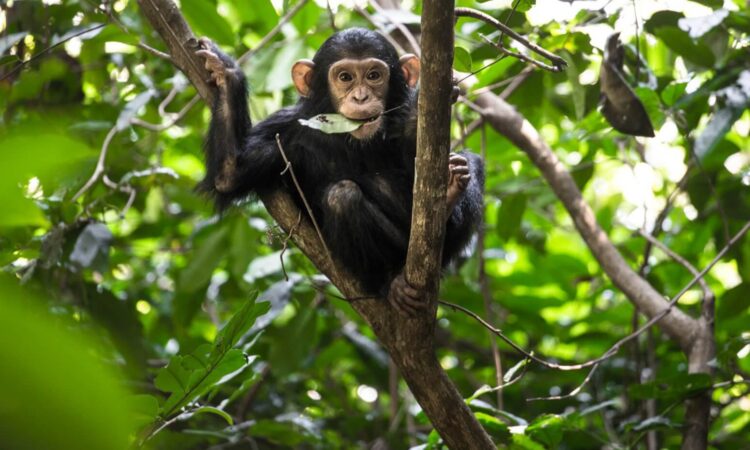 Chimpanzee trekking experience