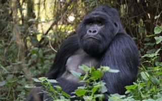 Mountain gorilla trekking in Uganda
