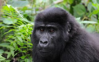 13 Days Uganda Primates & Kenya Wildlife Safari