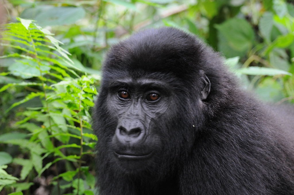 13 Days Uganda Primates & Kenya Wildlife Safari | Uganda Kenya Safari