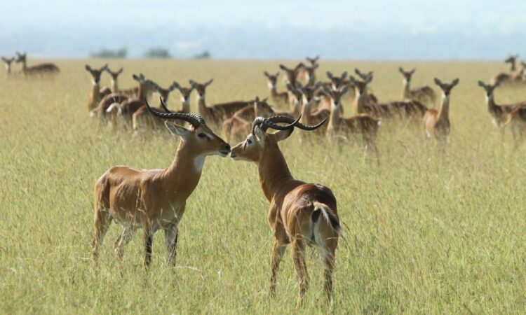 Kabwoya Wildlife Reserve