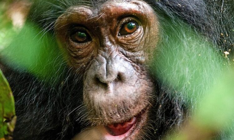 7 Days Kibale Chimpanzees & Rwenzori Hiking safari