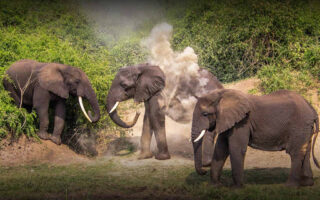 9 Days Best Uganda Safari