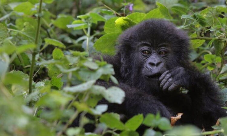 9 Days Rwanda Classic Safari