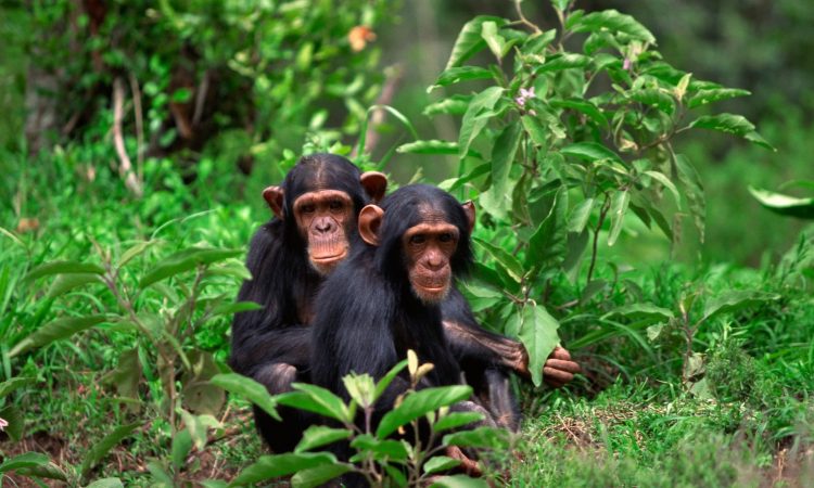 Are chimpanzees dangerous?