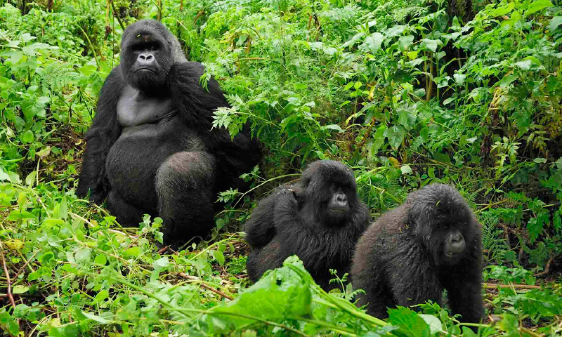Gorilla Trekking in Uganda 2021