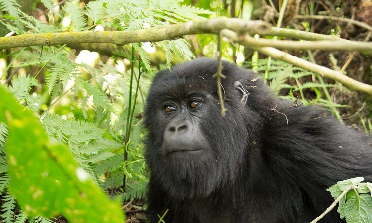 mountain gorilla trekking permit