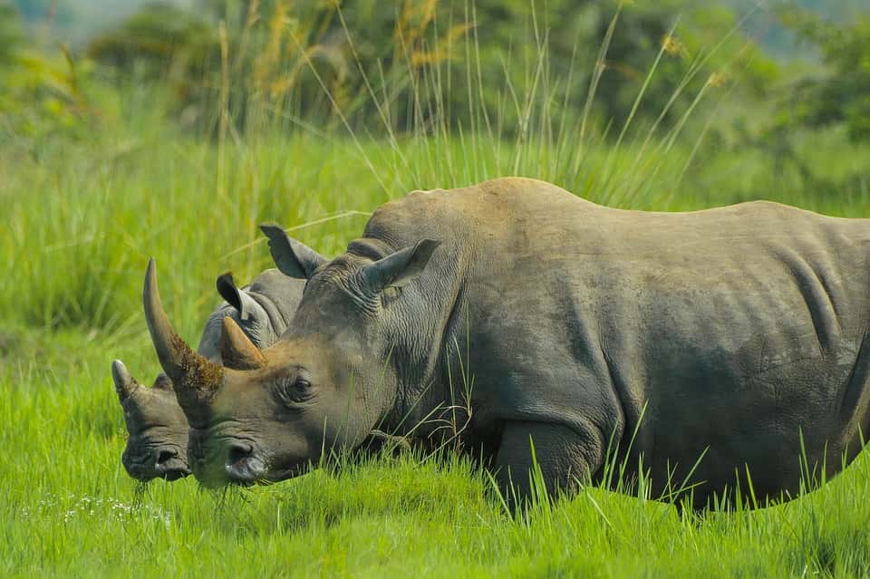 Rhino Fund Uganda Leaves the Rhino Sanctuary
