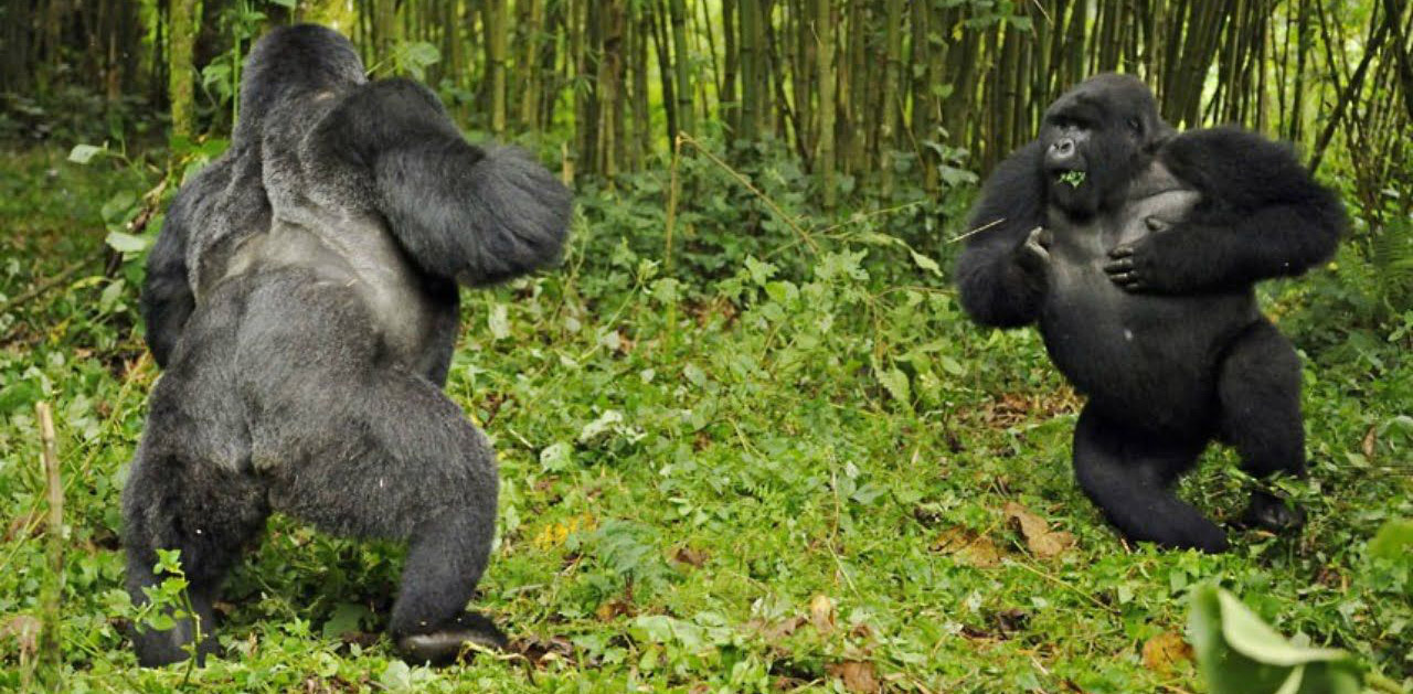 What you need to know to prepare for gorilla trekking in Rwanda