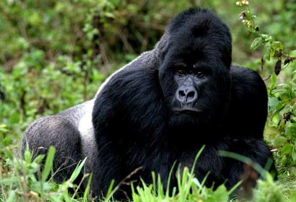 Can I trek mountain gorillas in august?