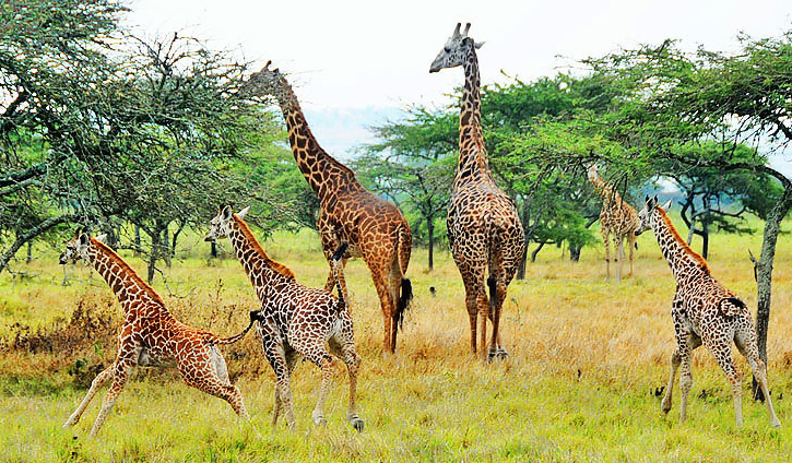 Wildlife in Rwanda