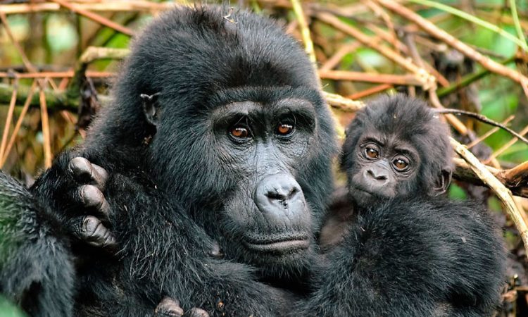Gorilla Trekking Rules and Regulations