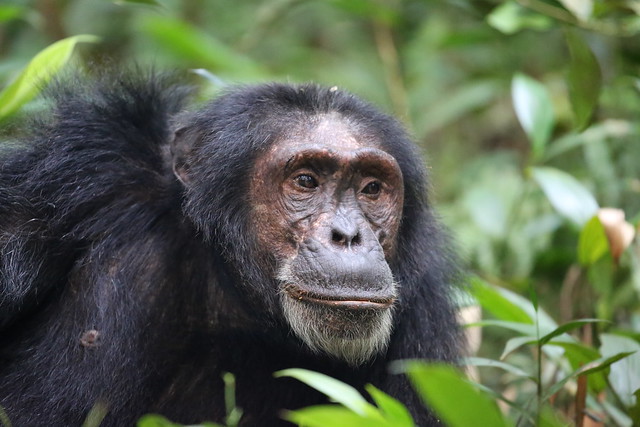 Do mountain gorillas live with chimpanzees?