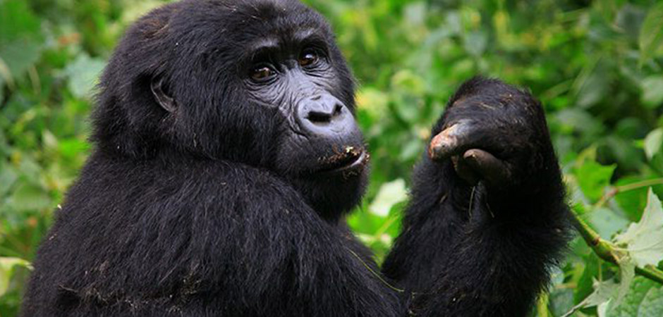 What COVID-19 SOPs do you observe when on a mountain gorilla trek?