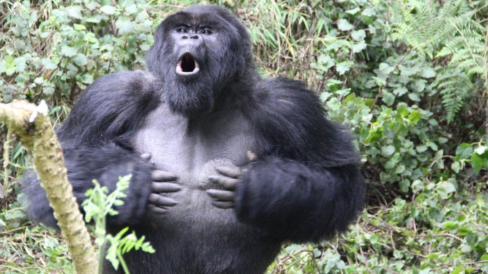 What can you do if gorillas charges at you
