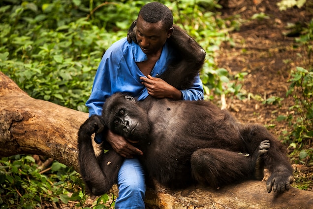 Ndakasi the fallen mountain gorilla