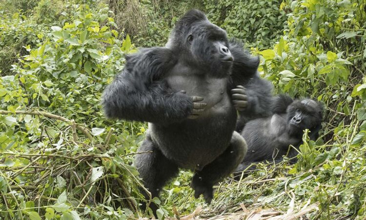 What can you do if gorillas charges at you