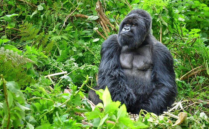 Age limit for gorilla trekking Rwanda