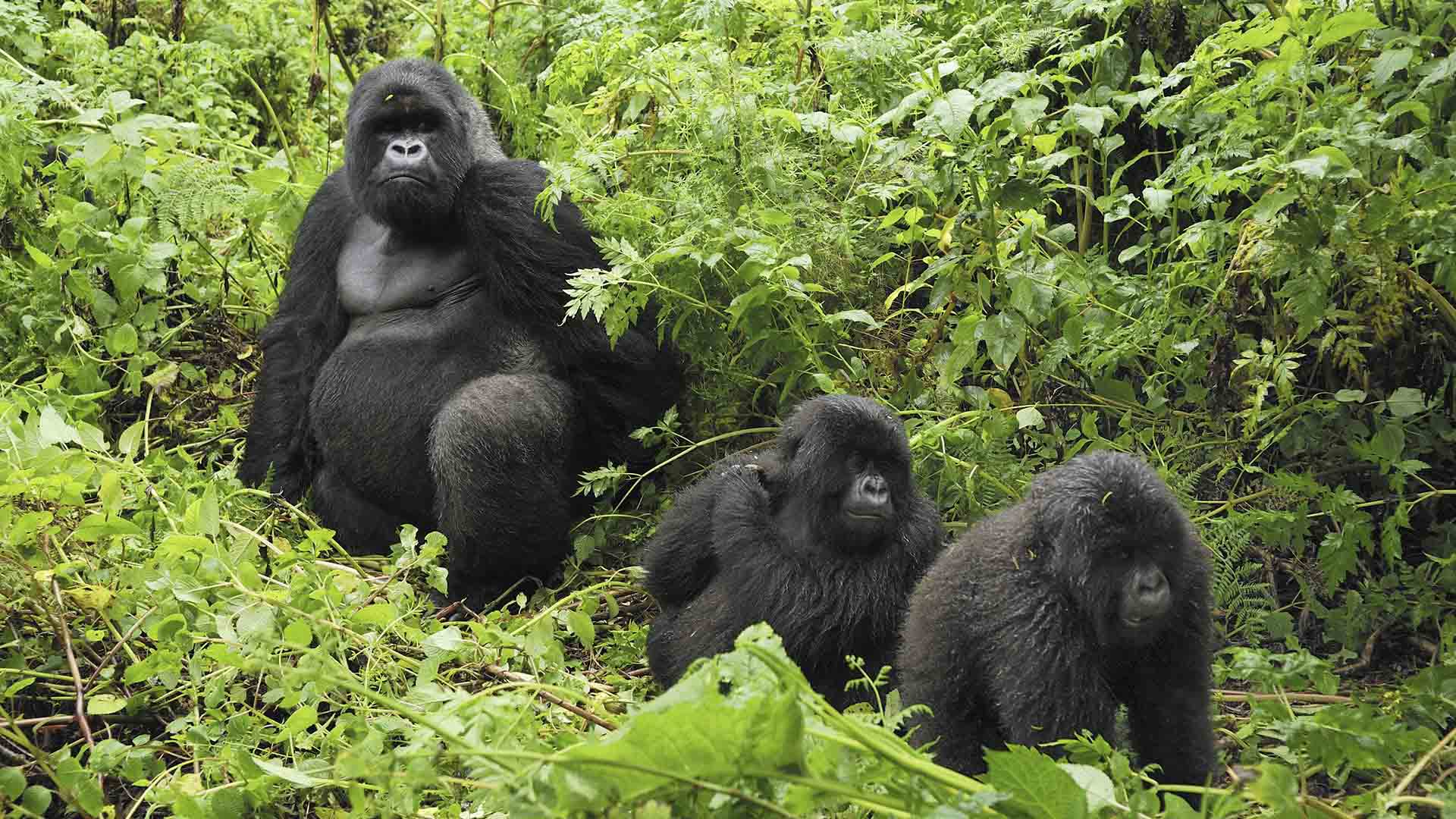 Are Mountain gorillas friendly to people?