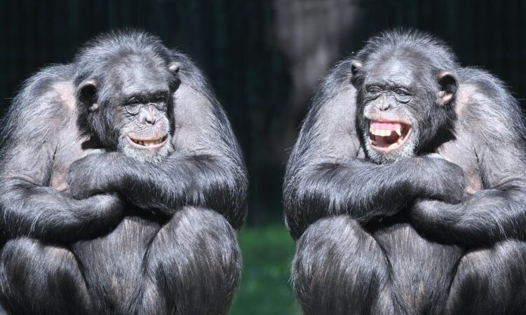 Are Chimpanzees friendly to humans?