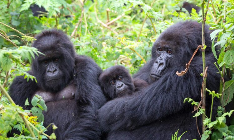 Can I trek mountain gorillas in May