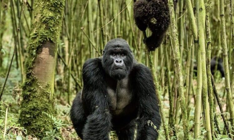 Staying Safe on a Gorilla Trekking Experience