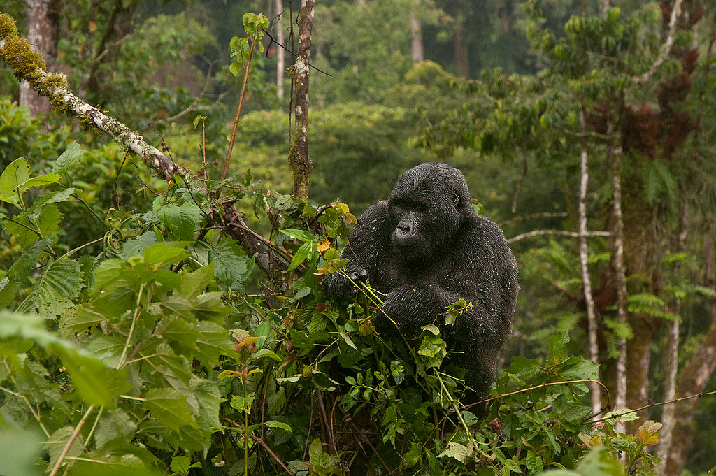 Mountain gorilla families in Bwindi National Park