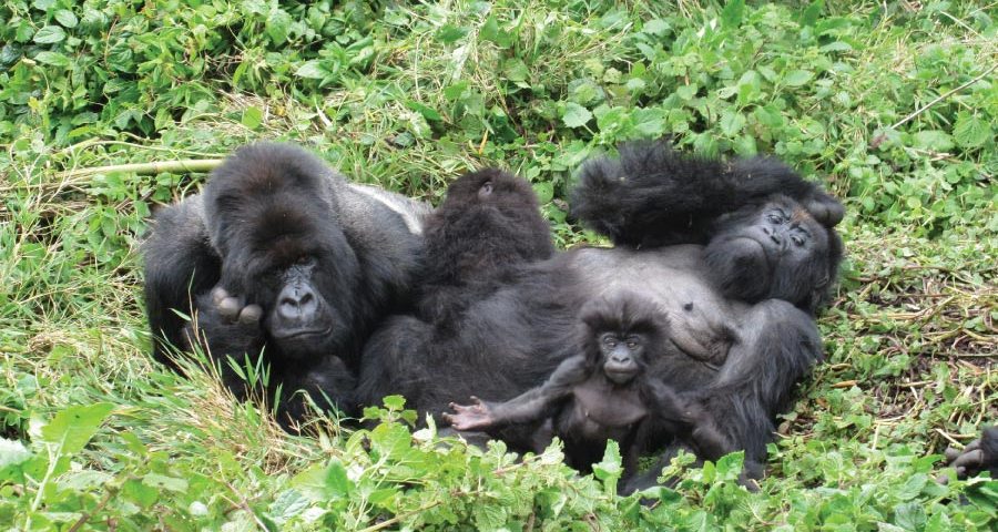 Mountain gorilla families in Bwindi National Park