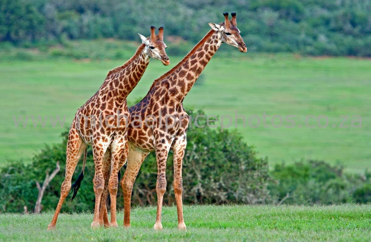 Facts about the Giraffes