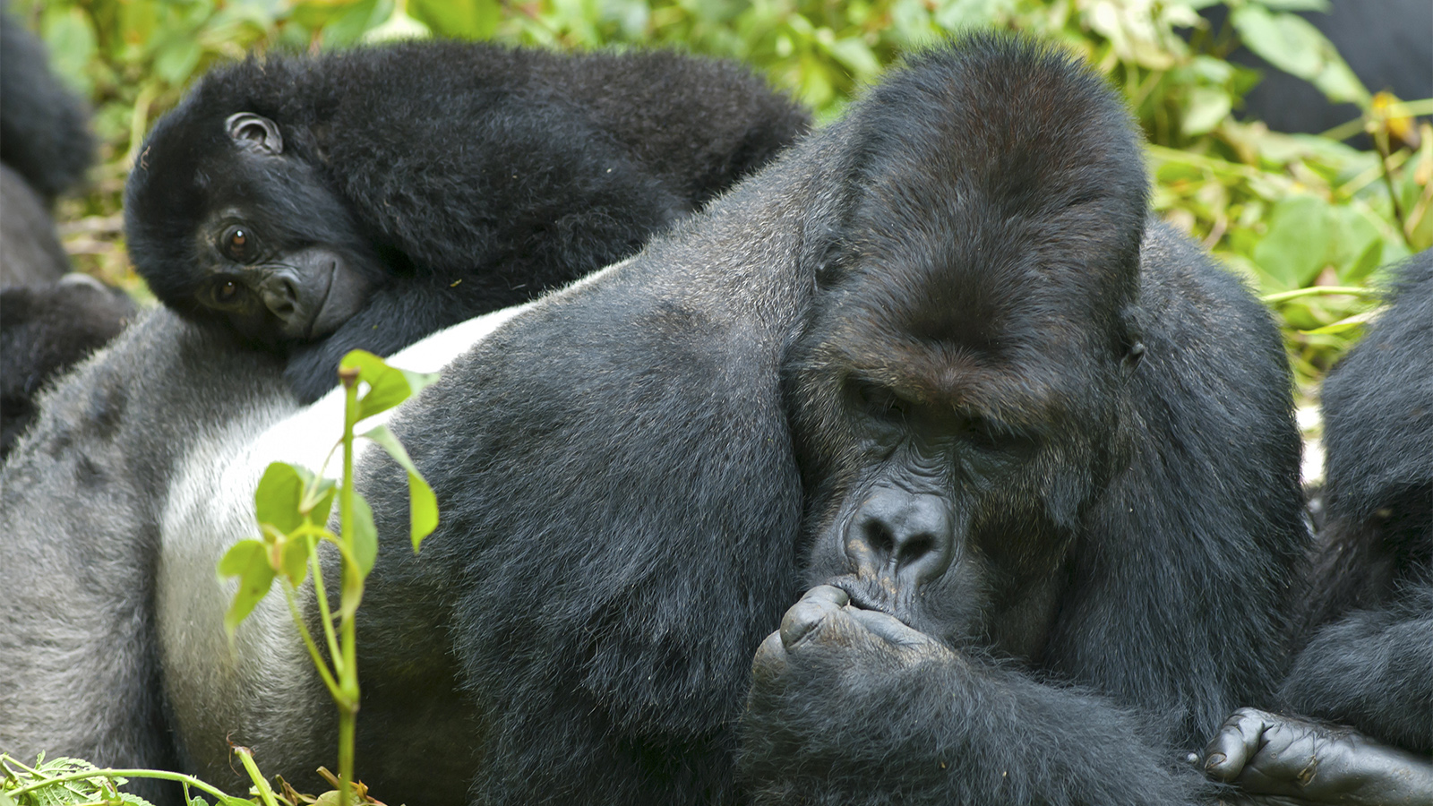 Can I use my permit to trek gorillas twice in one day?