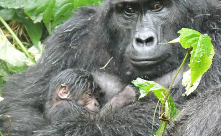 Nkuringo’s baby gorilla