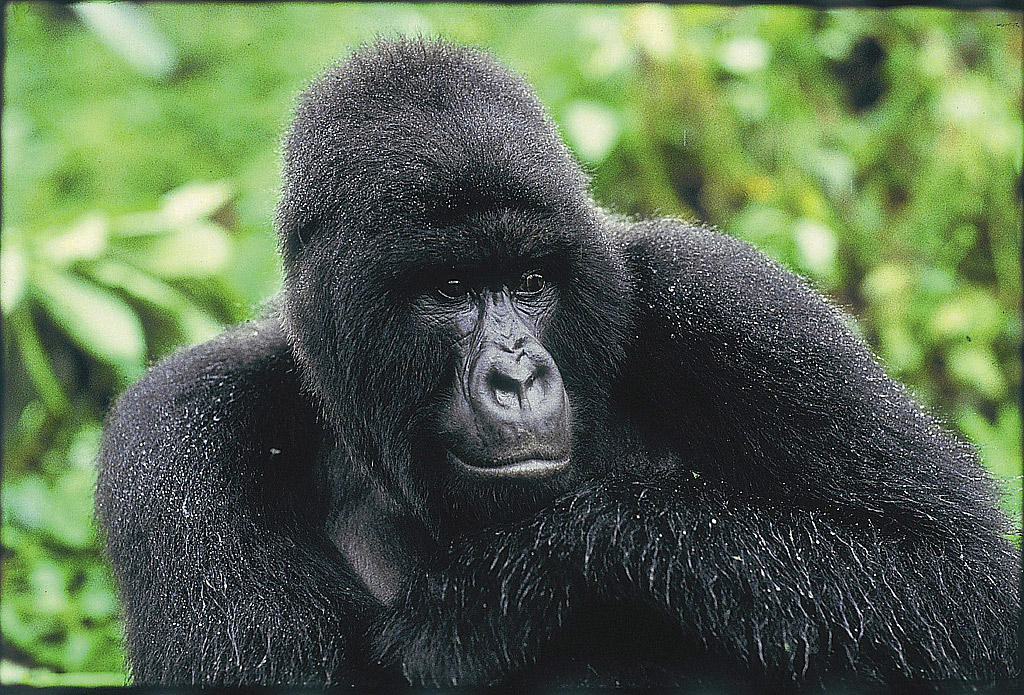 Threats to mountain gorillas