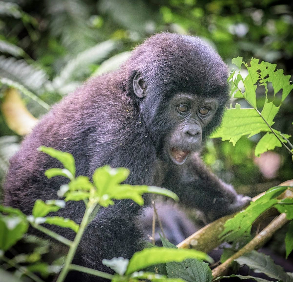 Why mountain gorilla trekking is a tool for gorilla conservation