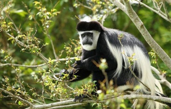 Colobus monkey tracking in Nyungwe forest national park