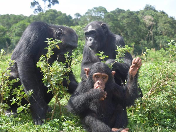 Ngamba Island Chimpanzee Sanctuary 
