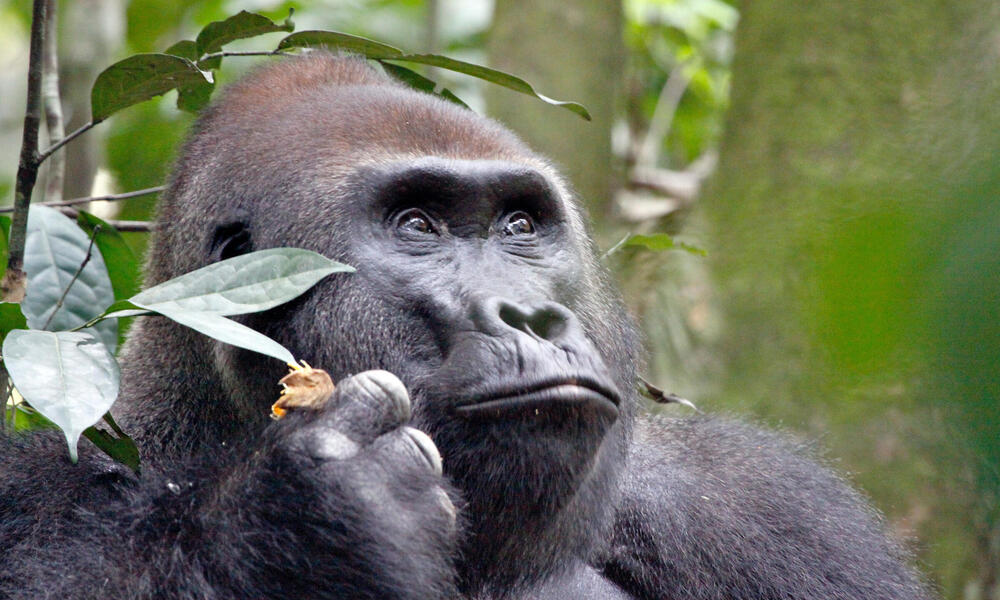 What do Gorillas eat?