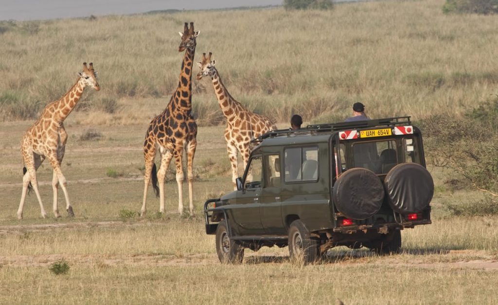 What is included in a safari package?