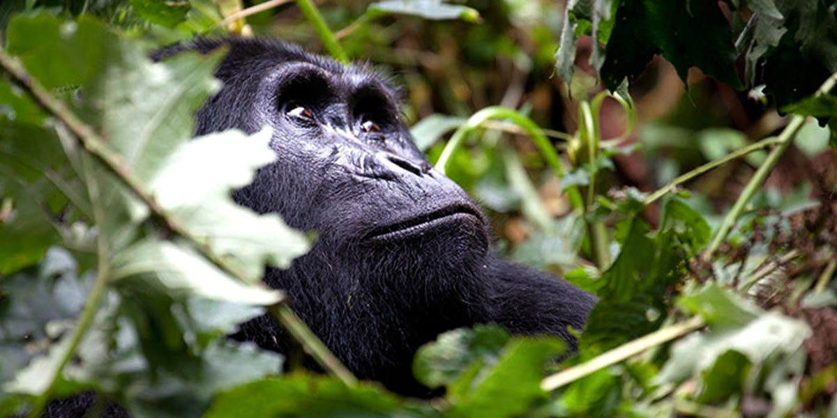 Things To Do In Buhoma Sector In Bwindi