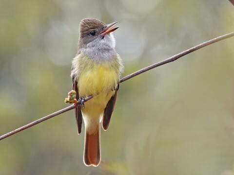 Bird watching Sites in Uganda 