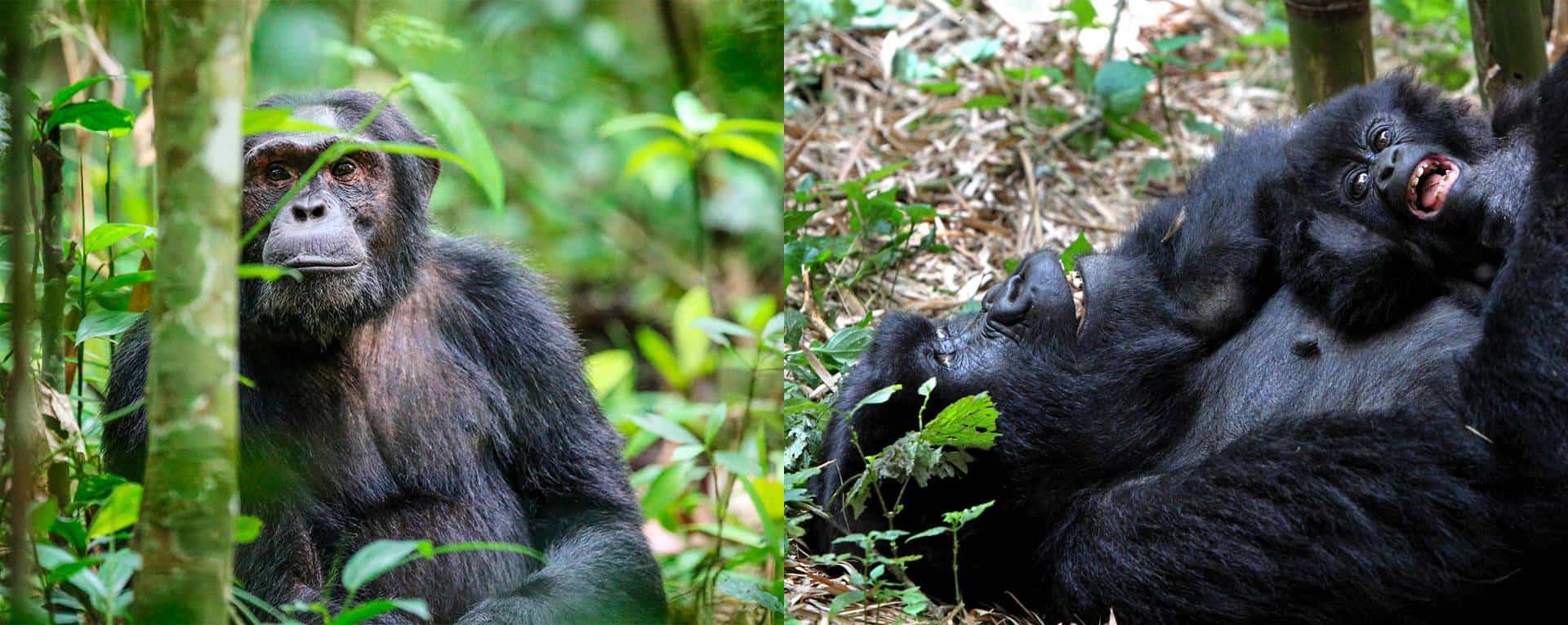 Gear selection for chimpanzee trekking