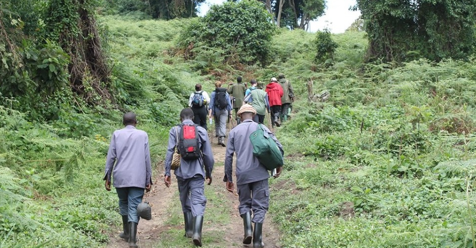 Congo Safaris Tours in Virunga national park 